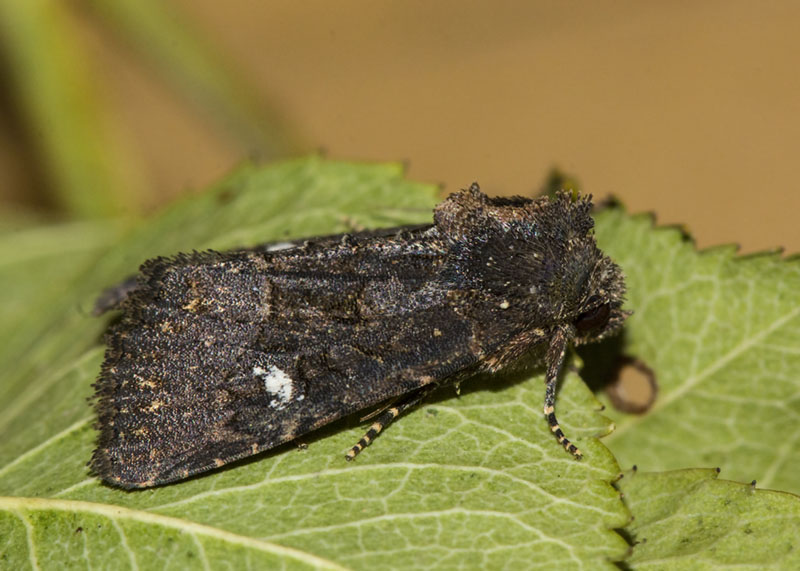 Noctuidae Mesapamea sp